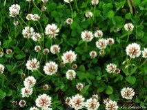 Hvítsmári - Trifolium repens